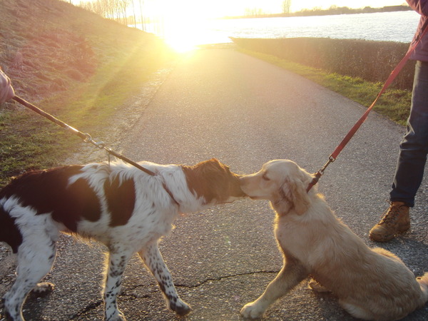 Een kus bij zonsondergang
