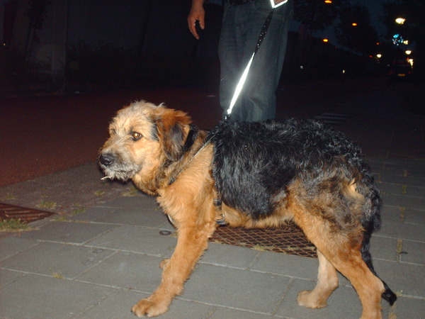 levi vind iets doodeng