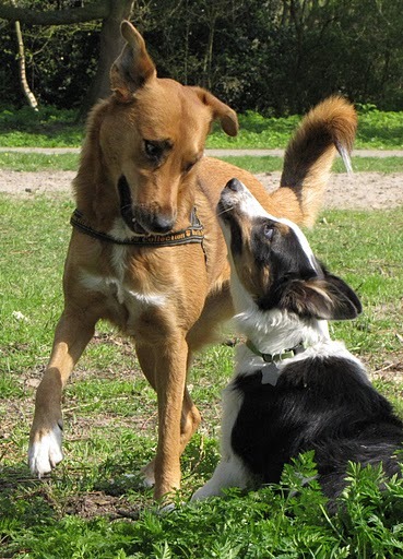 Mila en Maggie- WIL JE NU STOPPEN- ok ok, jij bent de baas
