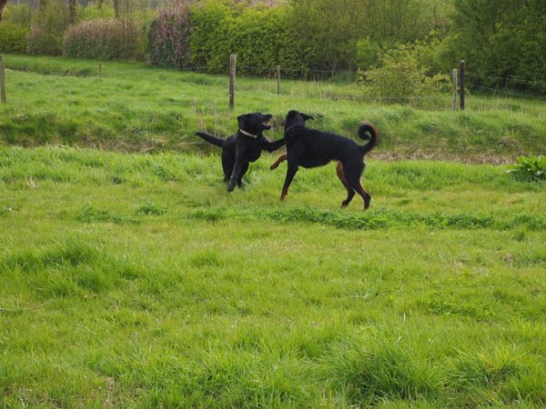 Pépé speelt met zijn beste vriendin!