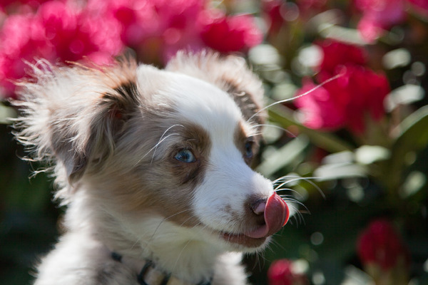 Gentle tongelt in Appeltern