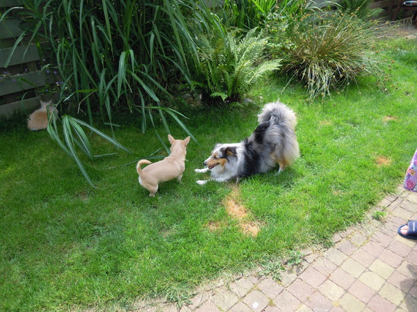 Pak me dan Ashley, Abby is er klaar voor!