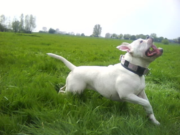 ja ja ja kom het nog 