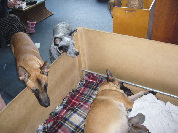 Lieve puppies bekijken