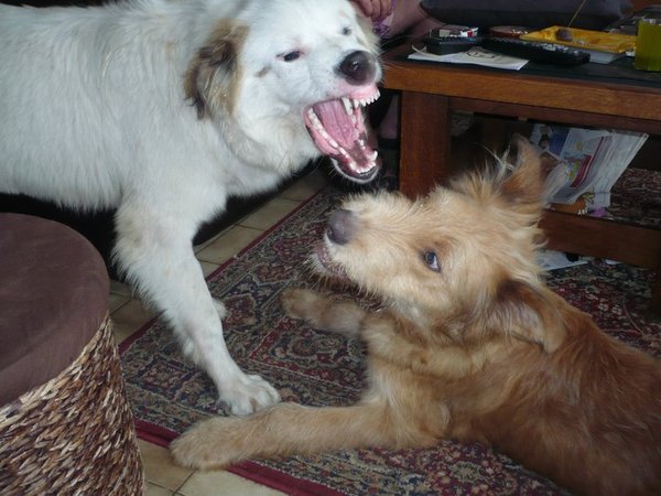 Saltarin in the house... Dag 1 