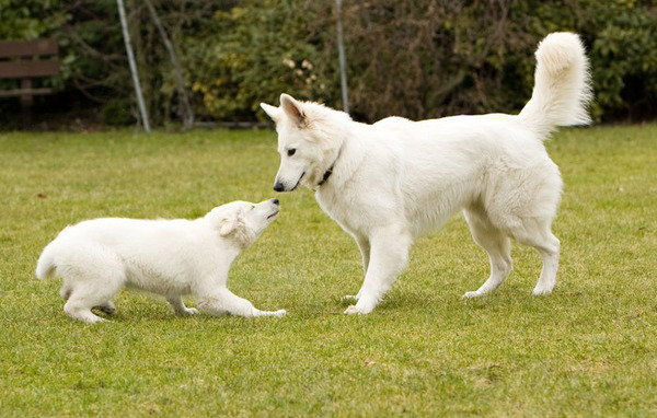 Caela onderdanig, Laecey dominant