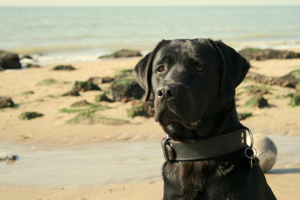 Labrador Lobbes Max Rikema Choice