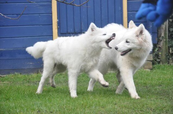 GRRRRRRRR hier die bal, anders pak ik je !!