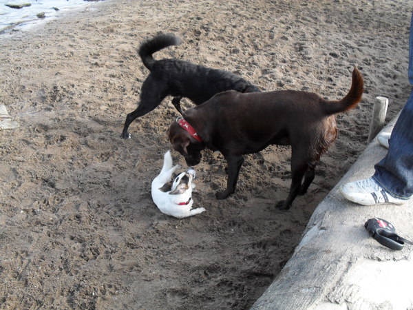 Een 6 maanden oude Melo.