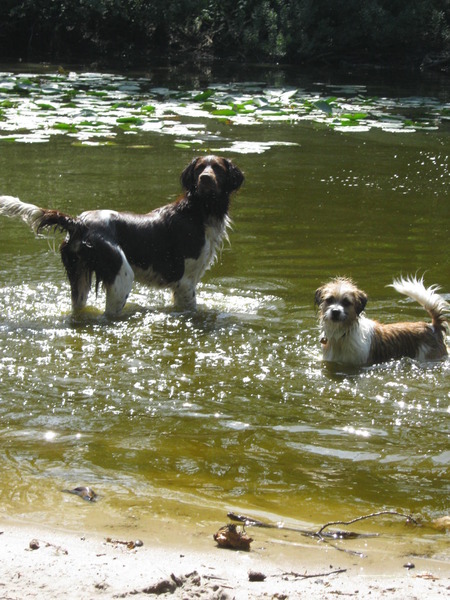 afwachting van de bal