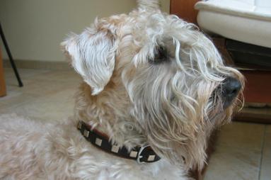 Irish Softcoated Wheaten Terriër