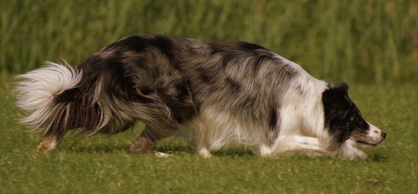 Arrigo in werkhouding.....