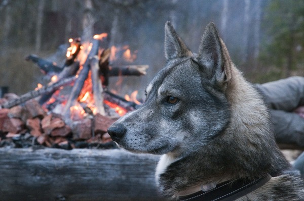 Laika, West Siberische