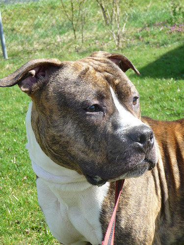 Staffordshire Bull Terrier