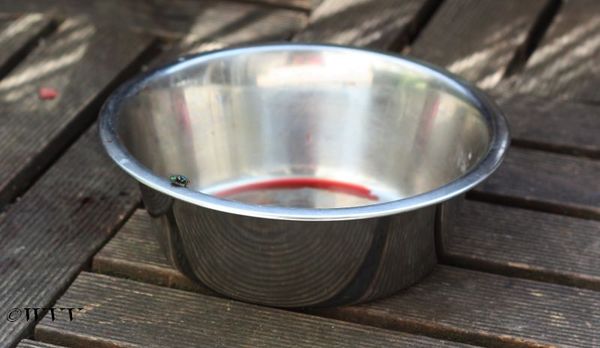 heel vers toetje = vlieg