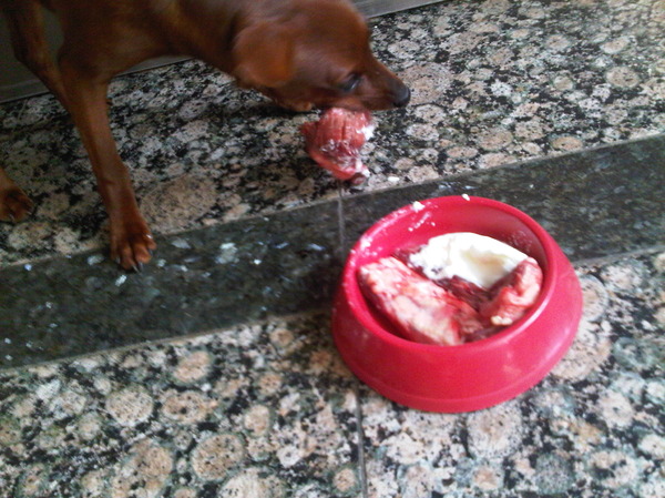 Jazzy eet haar geitenvlees