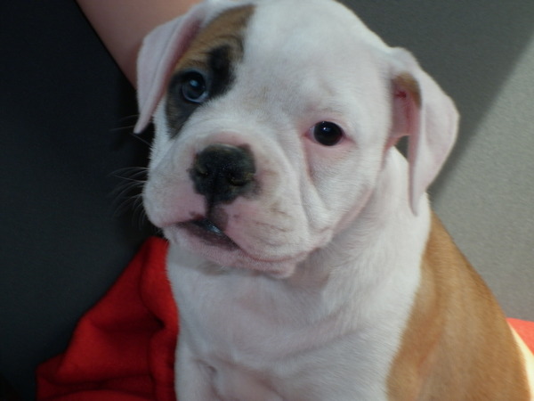 Old English Bulldog