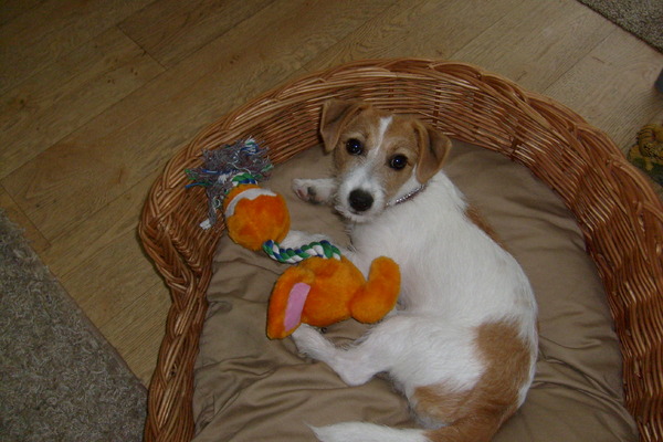 Jack Russell Terrier