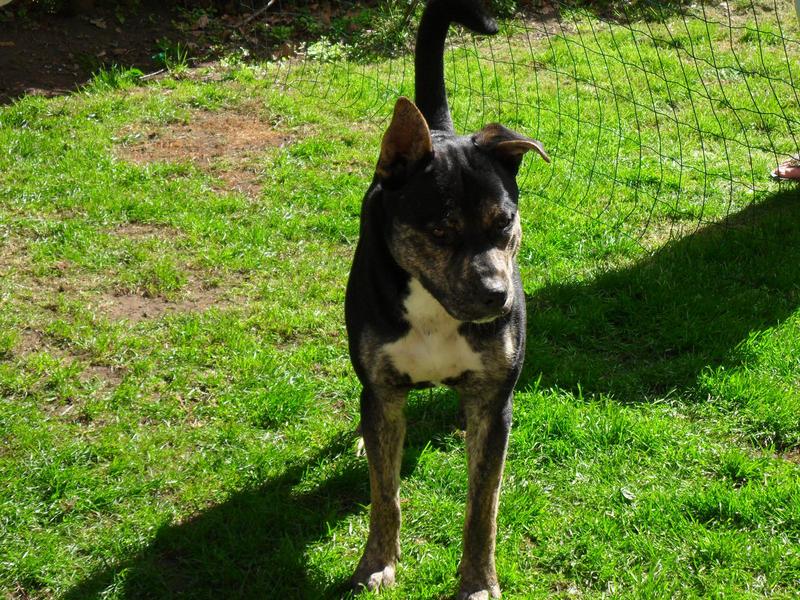 Rufus een kruising tussen een stafford x husky x 1/4 bordeaux dog