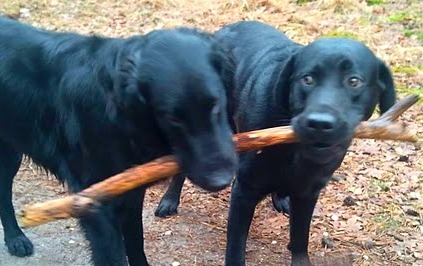 Ik pak stiekem de stok hier vast, ok?