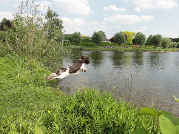 Engelse Springer Spaniel
