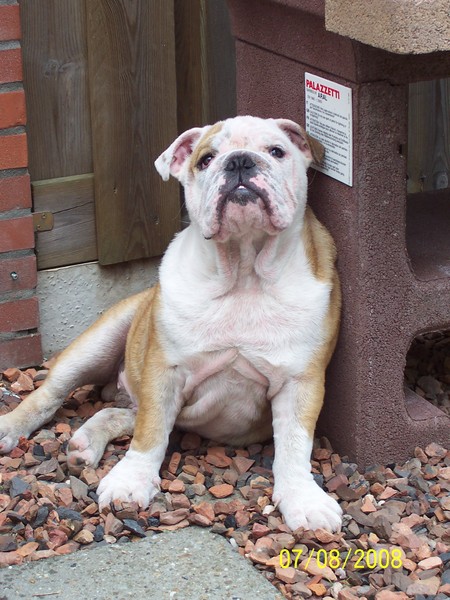 Engelse Bulldog