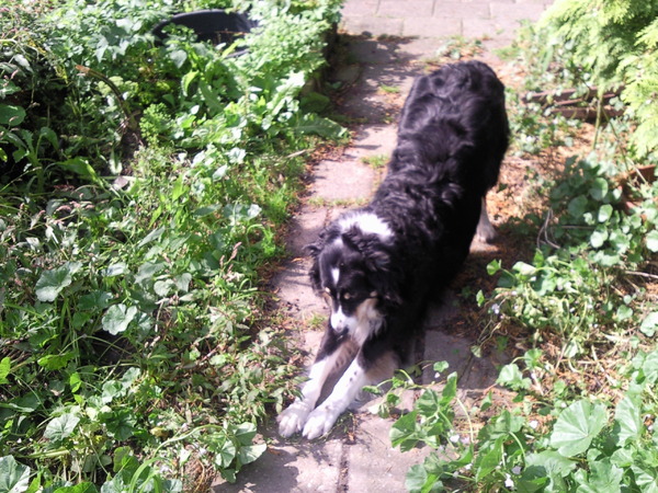 Kaily doet een  speelboog