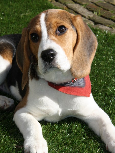 Beagle