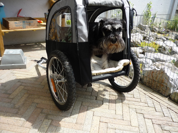 Schnauzer