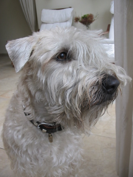 Irish Softcoated Wheaten Terriër
