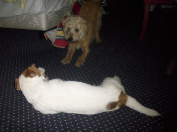 spelen?  (spelboog, overgave...)