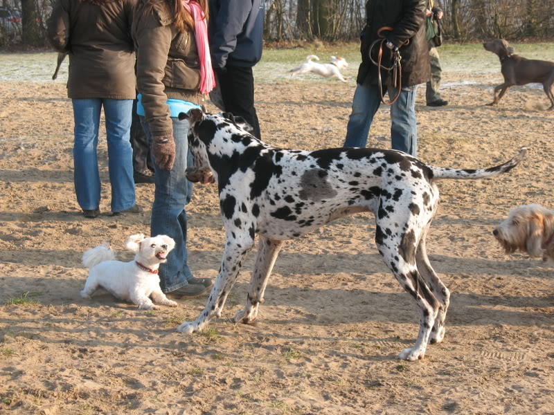 duidelijke hondentaal