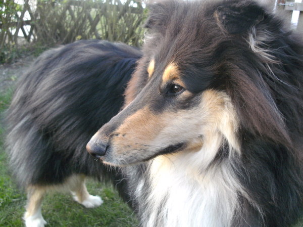 Schotse Herdershond, Langhaar