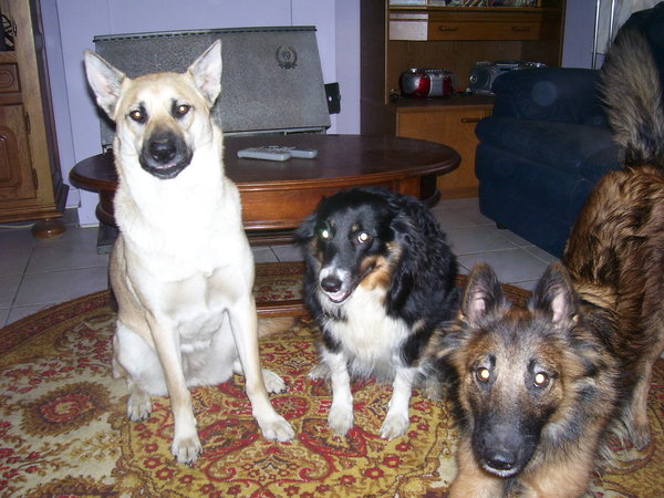 gekke bekken trekken