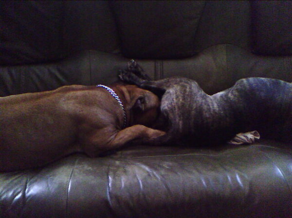 Lekker samen snurken op de bank