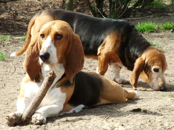 Basset Artesien Normand