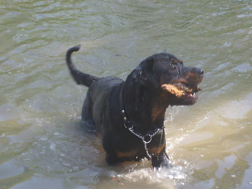 Tysie zijn watervrees overwonnen