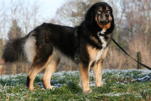 Tibetaane Mastiff Asvaranii BhairubShakti