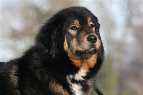 Tibetaanse Mastiff Asvaranii Bhairub Shakti 