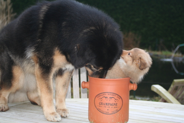 Tibetaanse Mastiff Asvaranii Bhairub Shakti 