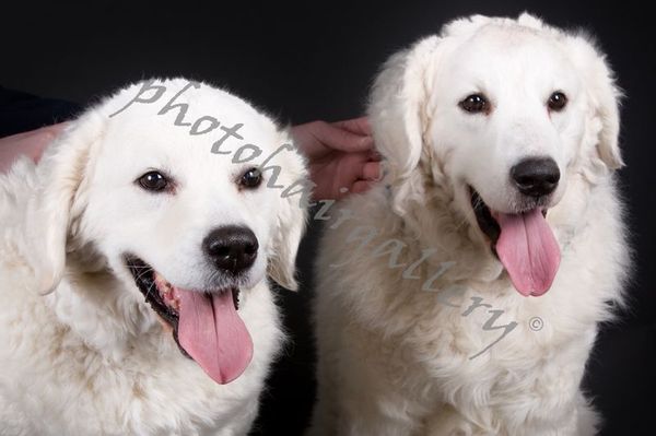 Kuvasz