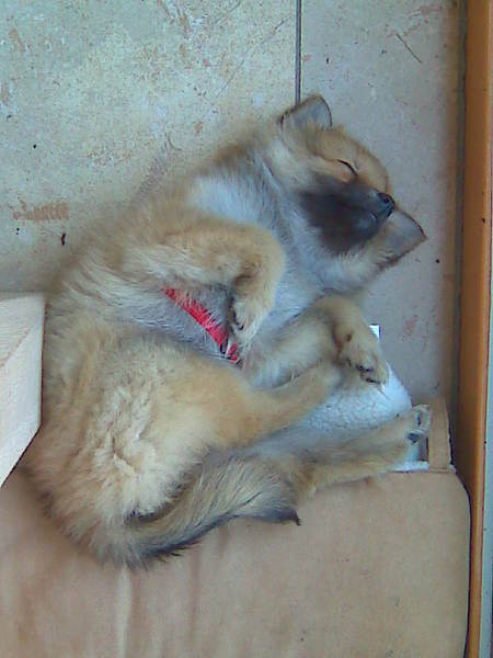 Kijk ons lief vosje eens lui zijn