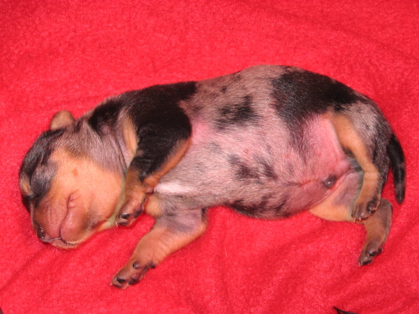 Lekker uitbuiken.....