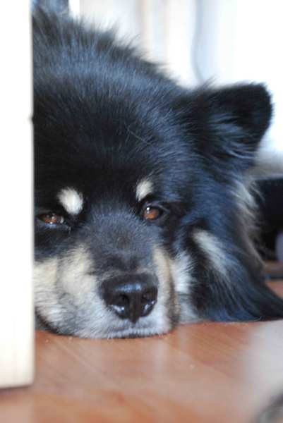 Asko