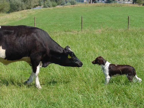 Je mag dan wel groter zijn, maar ik ga niet aan de kant. Boeoeo