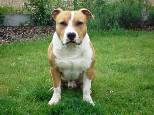 American Staffordshire Terrier