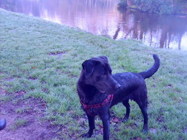 Een natte Kyra in het bos