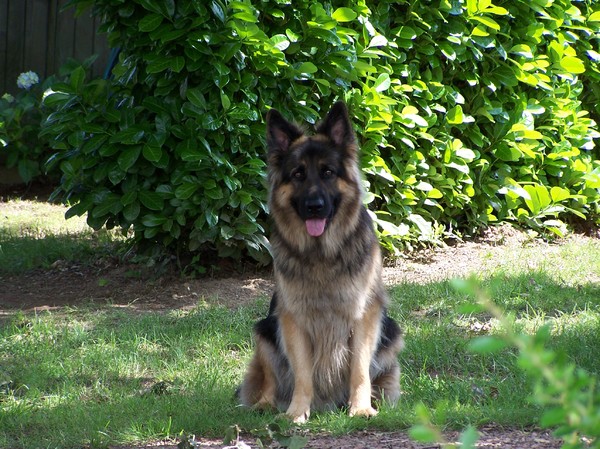 Oud Duitse Herdershond