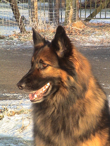 Oud Duitse Herdershond