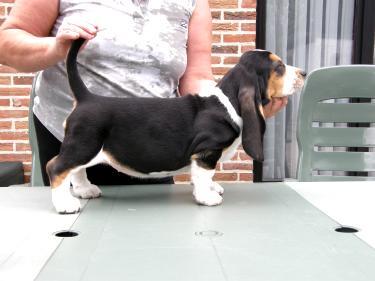 Basset Hound